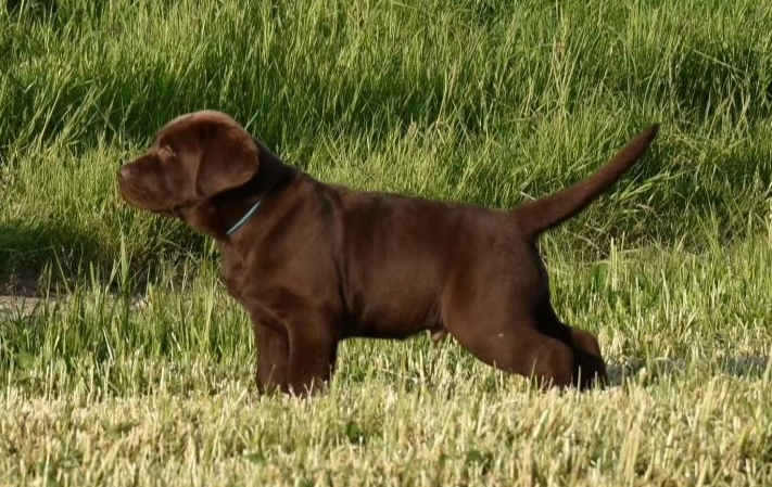 Margo's Land - Labrador Retriever Hundezucht