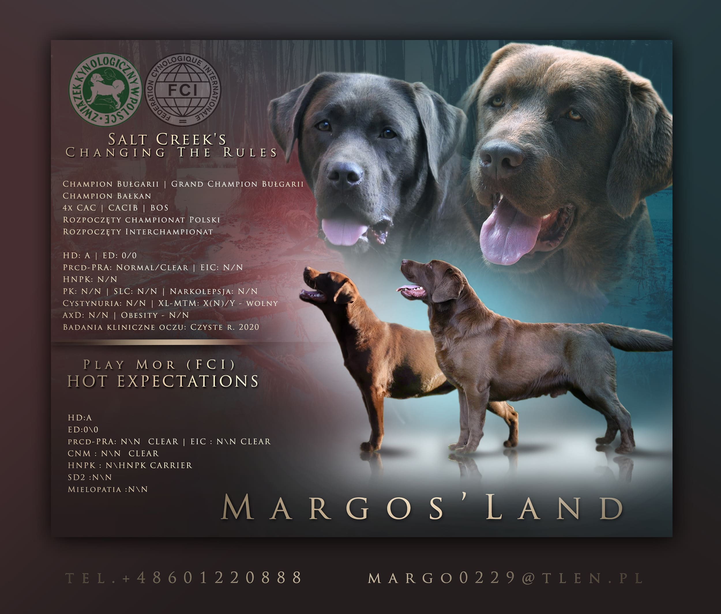 Margo's Land - Labrador Retriever Hundezucht